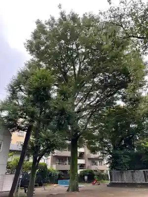 天祖神社の自然