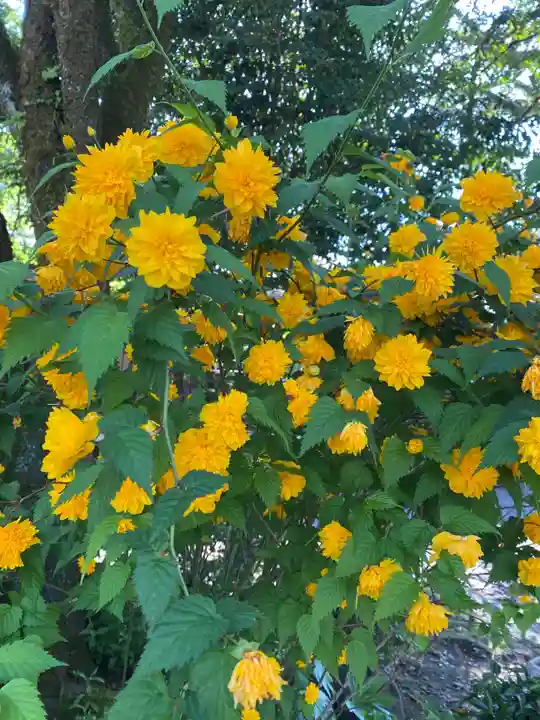 富士山本宮浅間大社(静岡県)