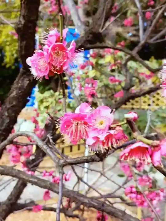 中野沼袋氷川神社(東京都)