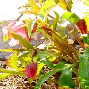 寿量山 速成寺の自然(2021年02月25日(木) 19時38分20秒投稿)