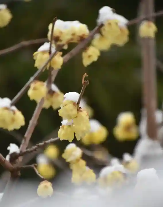 正安寺(神奈川県)