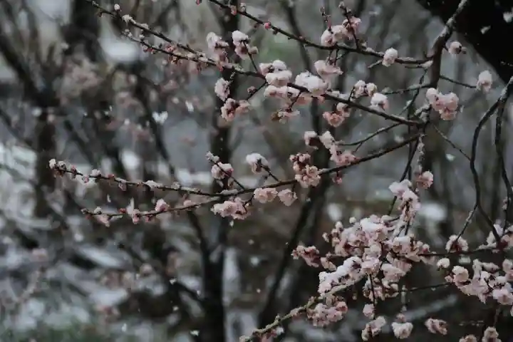 阿久津「田村神社」(郡山市阿久津町)旧社名:伊豆箱根三嶋三社の自然