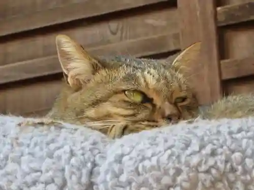 梅宮大社(京都府)