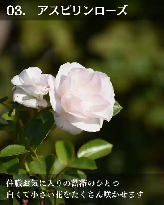 宝光寺(北海道)