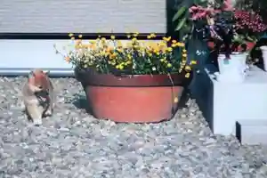 宝光寺の動物(2022年06月11日(土) 08時27分43秒投稿)