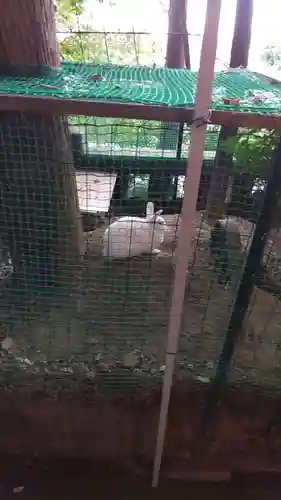 太子堂八幡神社の動物