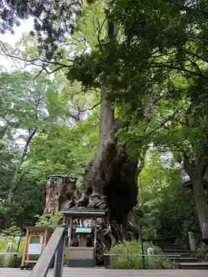 來宮神社の{uncategorized: "未分類", other: "その他", undefined: "問題あり", building: "その他建物", grave: "お墓", sacred_gate: "鳥居", guardian: "狛犬", statue: "像", buddha: "仏像", history: "歴史", nature: "自然", garden: "庭園", animal: "動物", pagoda: "塔", temizu: "手水舎", mountain_gate: "山門・神門", sanctuary: "本殿・本堂", subordinate: "末社・摂社", art: "芸術", scenery: "景色", jizo: "地蔵", ema: "絵馬", goshuin: "御朱印", omikuji: "おみくじ", items: "授与品その他", amulet: "お守り", goshuincho: "御朱印帳", eats: "食事", festival: "お祭り", votive_dance: "神楽", shichigosan: "七五三参", wedding: "結婚式", experience: "体験その他", initially: "初詣", around: "周辺", anti_infection: "感染症対策"}