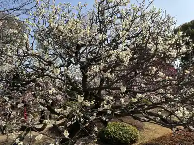 東寺(教王護国寺)の{uncategorized: "未分類", other: "その他", undefined: "問題あり", building: "その他建物", grave: "お墓", sacred_gate: "鳥居", guardian: "狛犬", statue: "像", buddha: "仏像", history: "歴史", nature: "自然", garden: "庭園", animal: "動物", pagoda: "塔", temizu: "手水舎", mountain_gate: "山門・神門", sanctuary: "本殿・本堂", subordinate: "末社・摂社", art: "芸術", scenery: "景色", jizo: "地蔵", ema: "絵馬", goshuin: "御朱印", omikuji: "おみくじ", items: "授与品その他", amulet: "お守り", goshuincho: "御朱印帳", eats: "食事", festival: "お祭り", votive_dance: "神楽", shichigosan: "七五三参", wedding: "結婚式", experience: "体験その他", initially: "初詣", around: "周辺", anti_infection: "感染症対策"}