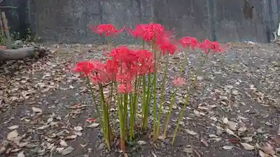 和物所稲荷神社の自然