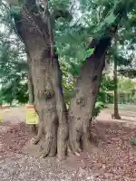 関間神明神社(埼玉県)