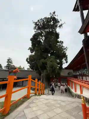 春日大社の{uncategorized: "未分類", other: "その他", undefined: "問題あり", building: "その他建物", grave: "お墓", sacred_gate: "鳥居", guardian: "狛犬", statue: "像", buddha: "仏像", history: "歴史", nature: "自然", garden: "庭園", animal: "動物", pagoda: "塔", temizu: "手水舎", mountain_gate: "山門・神門", sanctuary: "本殿・本堂", subordinate: "末社・摂社", art: "芸術", scenery: "景色", jizo: "地蔵", ema: "絵馬", goshuin: "御朱印", omikuji: "おみくじ", items: "授与品その他", amulet: "お守り", goshuincho: "御朱印帳", eats: "食事", festival: "お祭り", votive_dance: "神楽", shichigosan: "七五三参", wedding: "結婚式", experience: "体験その他", initially: "初詣", around: "周辺", anti_infection: "感染症対策"}