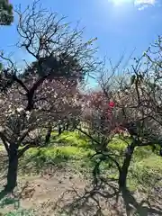 道明寺天満宮(大阪府)