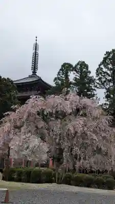 醍醐寺(京都府)