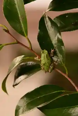 宇奈岐日女神社(大分県)