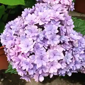 豊景神社の自然(2020年07月15日(水) 05時49分08秒投稿)