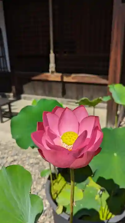 行願寺(革堂)(京都府)