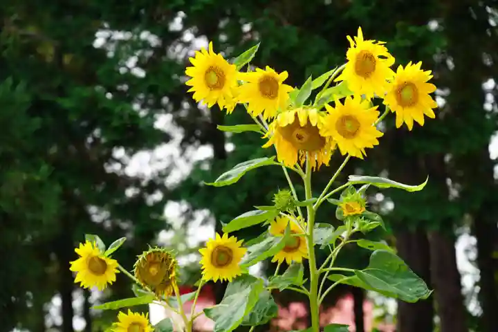 豊景神社の自然