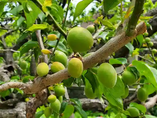 難波熊野神社の自然