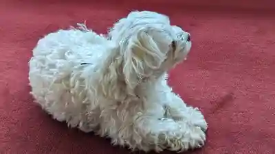 本昌寺(京都府)