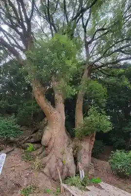 弓敷天満宮(愛媛県)
