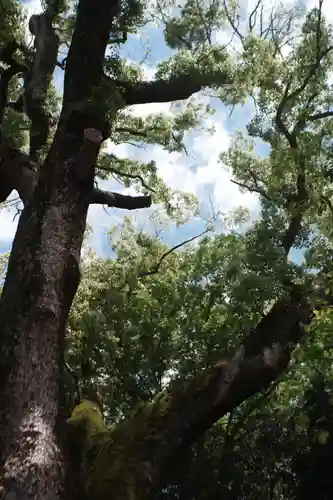 伊弉諾神宮(兵庫県)