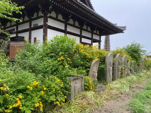 般若寺 ❁﻿コスモス寺❁(奈良県)