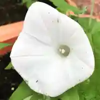 豊景神社の自然