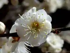 五所駒瀧神社の自然