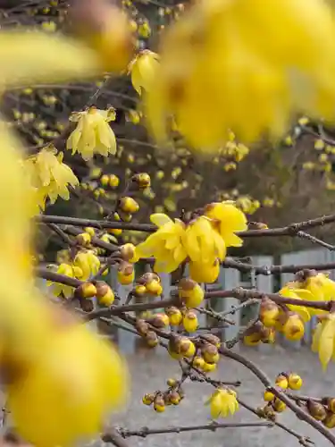 沙沙貴神社(滋賀県)