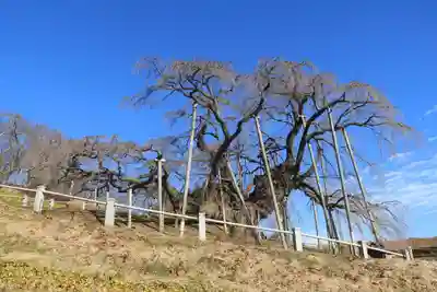 瀧桜神明宮の自然