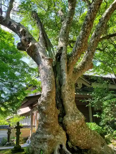 花山院菩提寺の自然
