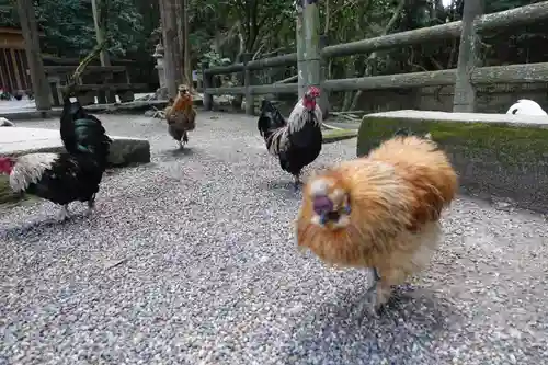 石上神宮の動物
