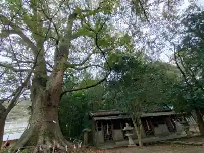 藤白神社の{uncategorized: "未分類", other: "その他", undefined: "問題あり", building: "その他建物", grave: "お墓", sacred_gate: "鳥居", guardian: "狛犬", statue: "像", buddha: "仏像", history: "歴史", nature: "自然", garden: "庭園", animal: "動物", pagoda: "塔", temizu: "手水舎", mountain_gate: "山門・神門", sanctuary: "本殿・本堂", subordinate: "末社・摂社", art: "芸術", scenery: "景色", jizo: "地蔵", ema: "絵馬", goshuin: "御朱印", omikuji: "おみくじ", items: "授与品その他", amulet: "お守り", goshuincho: "御朱印帳", eats: "食事", festival: "お祭り", votive_dance: "神楽", shichigosan: "七五三参", wedding: "結婚式", experience: "体験その他", initially: "初詣", around: "周辺", anti_infection: "感染症対策"}