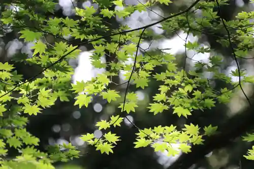 鹿島大神宮の自然