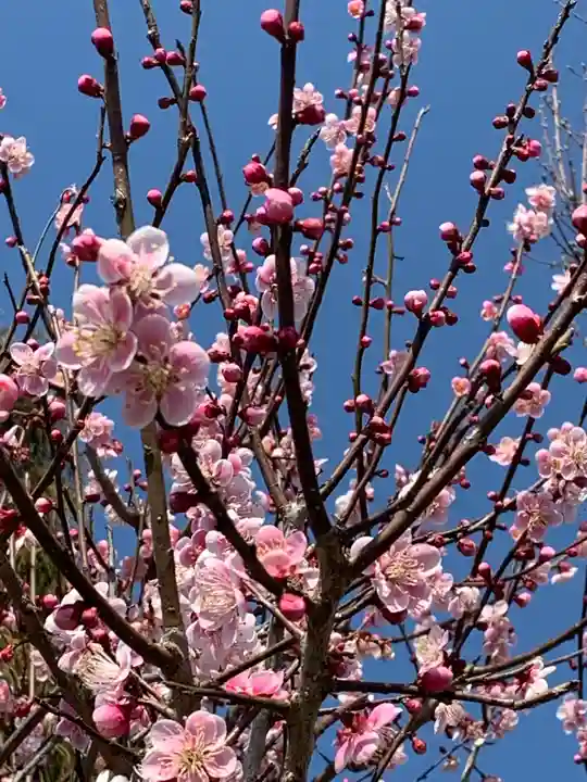新善光寺の自然