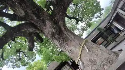 平野神社(京都府)