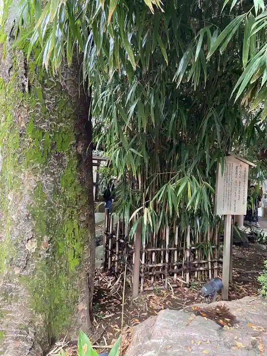 川越氷川神社の自然