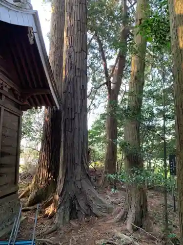 大杉神社　加茂神社(栃木県)