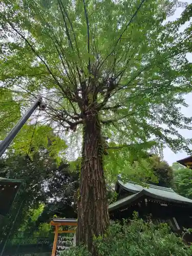 渋谷氷川神社の自然