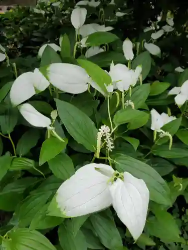 沙沙貴神社の御朱印