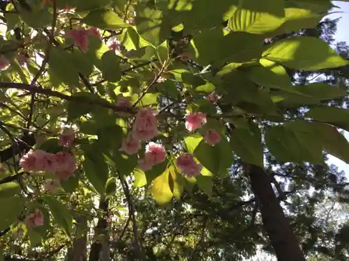 元郷氷川神社の自然