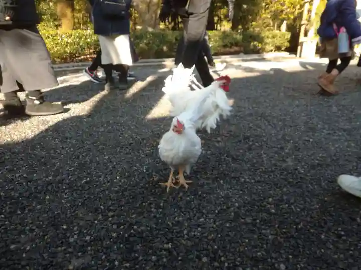 伊勢神宮内宮(皇大神宮)の動物