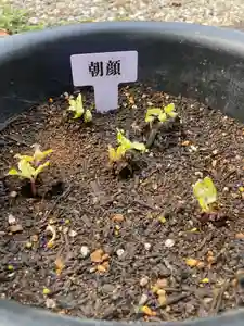 總社 和田八幡宮(福井県)(2023年06月10日(土) 09時07分28秒投稿)