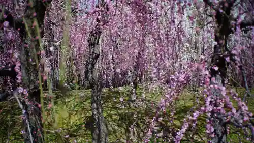 城南宮(京都府)