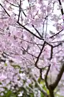 彌彦神社(新潟県)