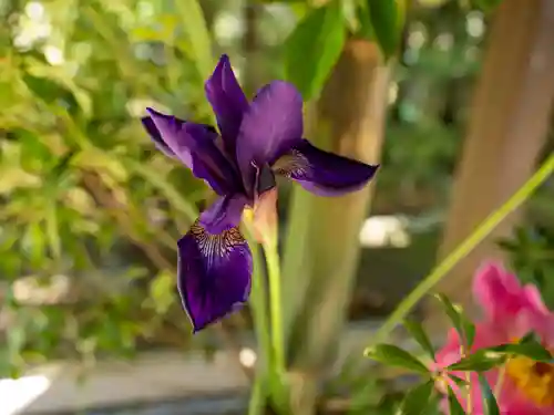 赤坂氷川神社(東京都)