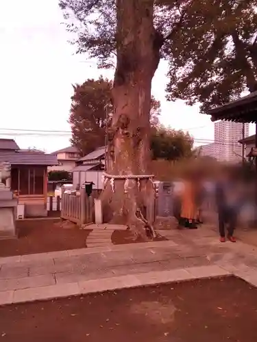 守谷総鎮守 八坂神社の自然