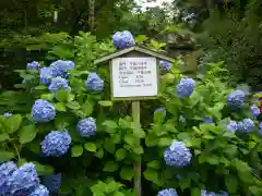 明月院(神奈川県)