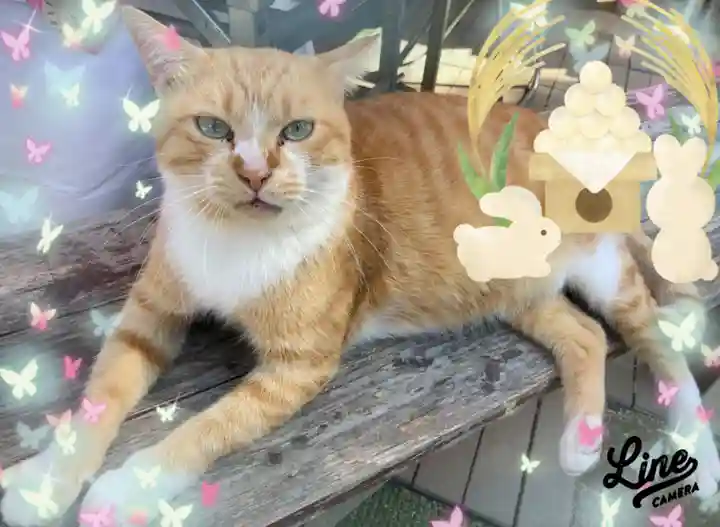 縣主神社の御朱印