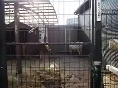 立石熊野神社の動物